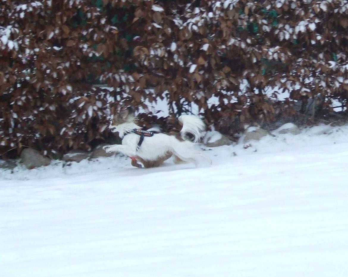 Blanding af racer Tali - Tali og Aiko gir den gas i sneen, det er noget af det bedste de ved :) billede 13