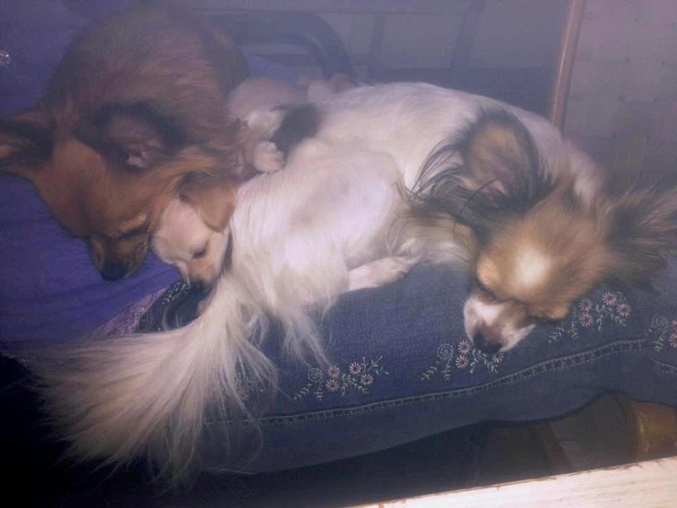 Blanding af racer Tali - Vi kan altså godt lige være her allesammen billede 17