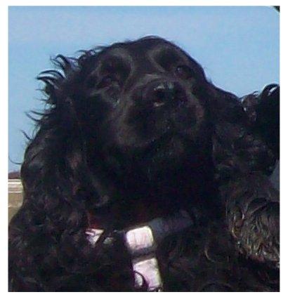 Cocker spaniel Rosa - Rosa med de mange udtryk. billede 2