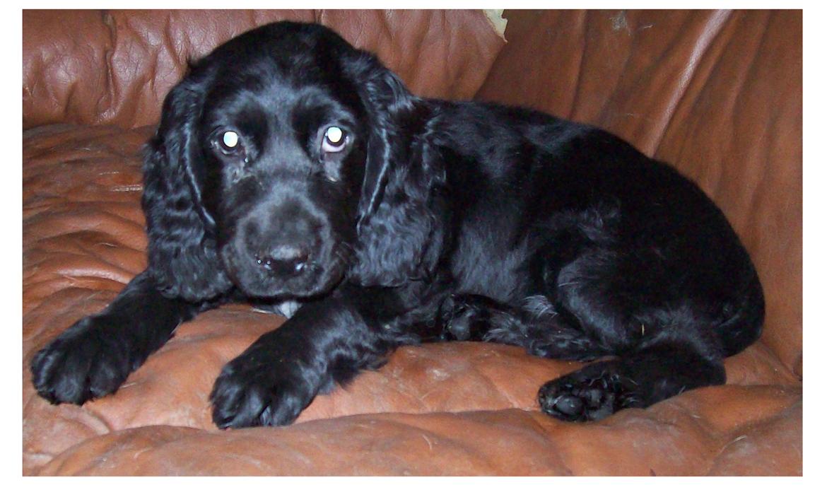 Cocker spaniel Rosa - Rosa 5 måneder. billede 4