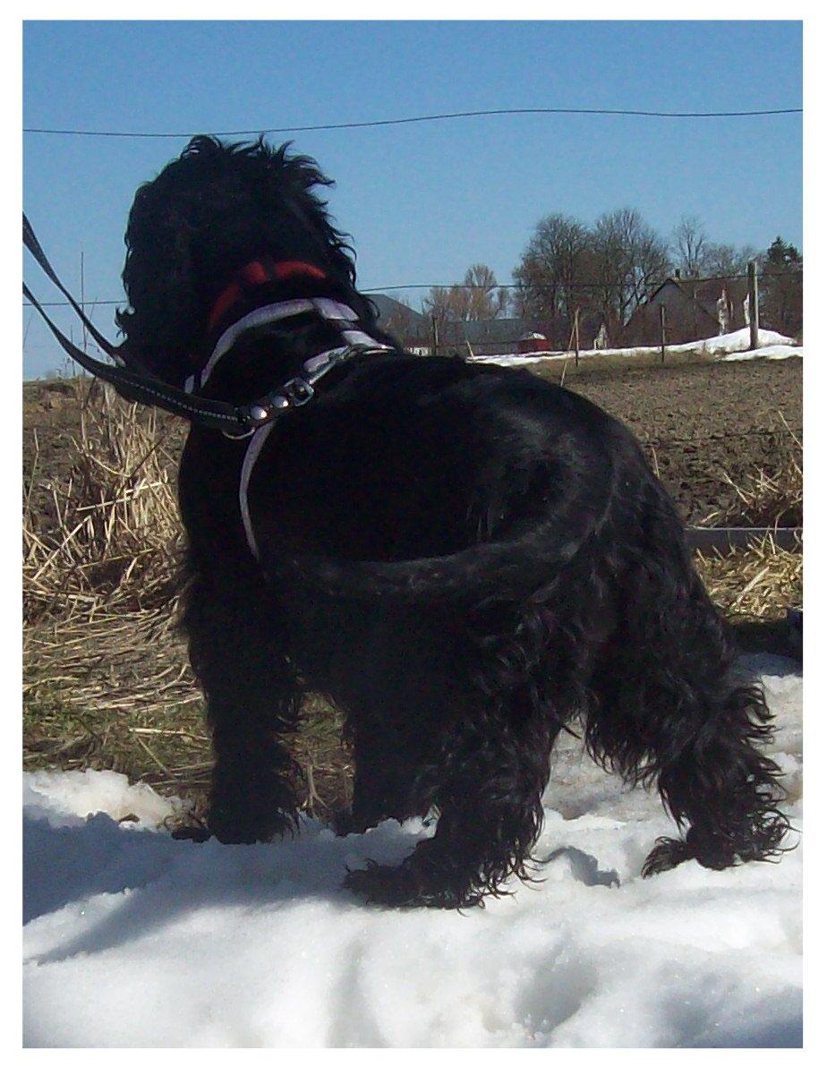 Cocker spaniel Rosa - Næsen,ørerne og øjne fanger altid noget. billede 5