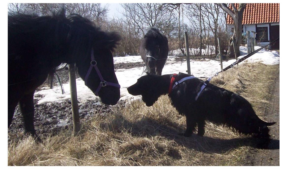 Cocker spaniel Rosa - Rosa er venlig, her hilser hun på Kisser. billede 6