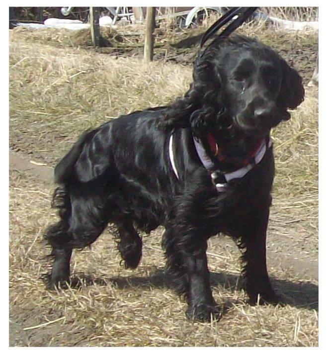 Cocker spaniel Rosa billede 7