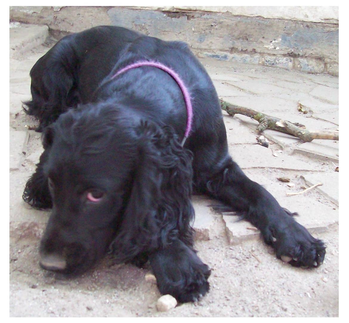 Cocker spaniel Rosa billede 8