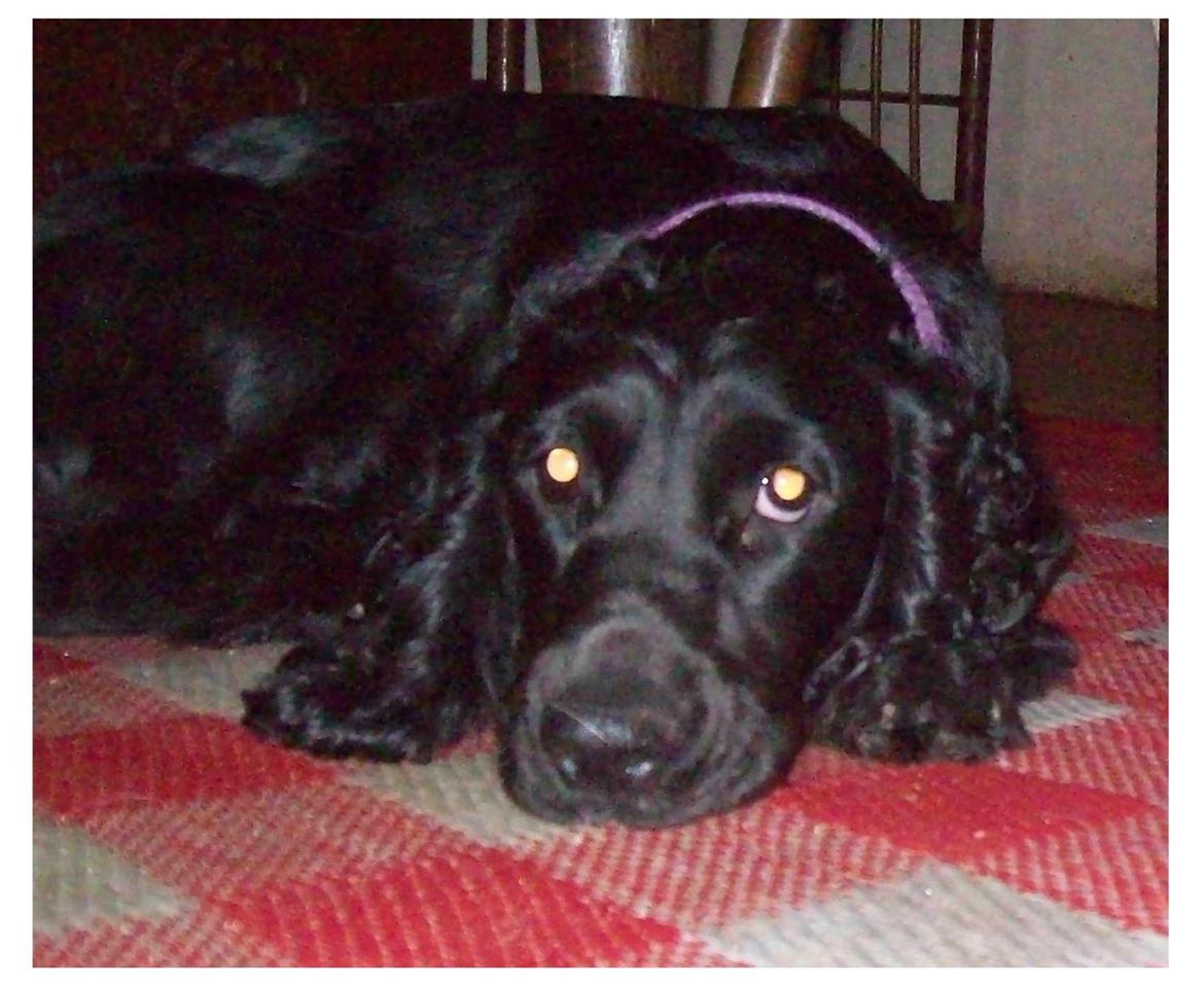 Cocker spaniel Rosa billede 12