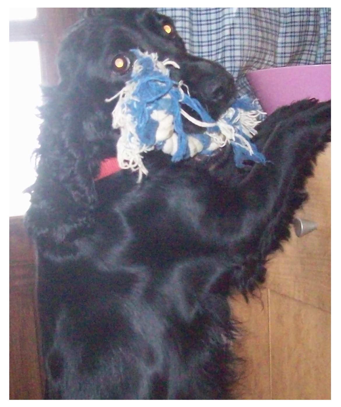 Cocker spaniel Rosa - Rosa har været mor, hun ynder at lægge hvalpenes legetøj op på bordene, så de små ikke kan nå. Rosa skal være mor igen i år. billede 13