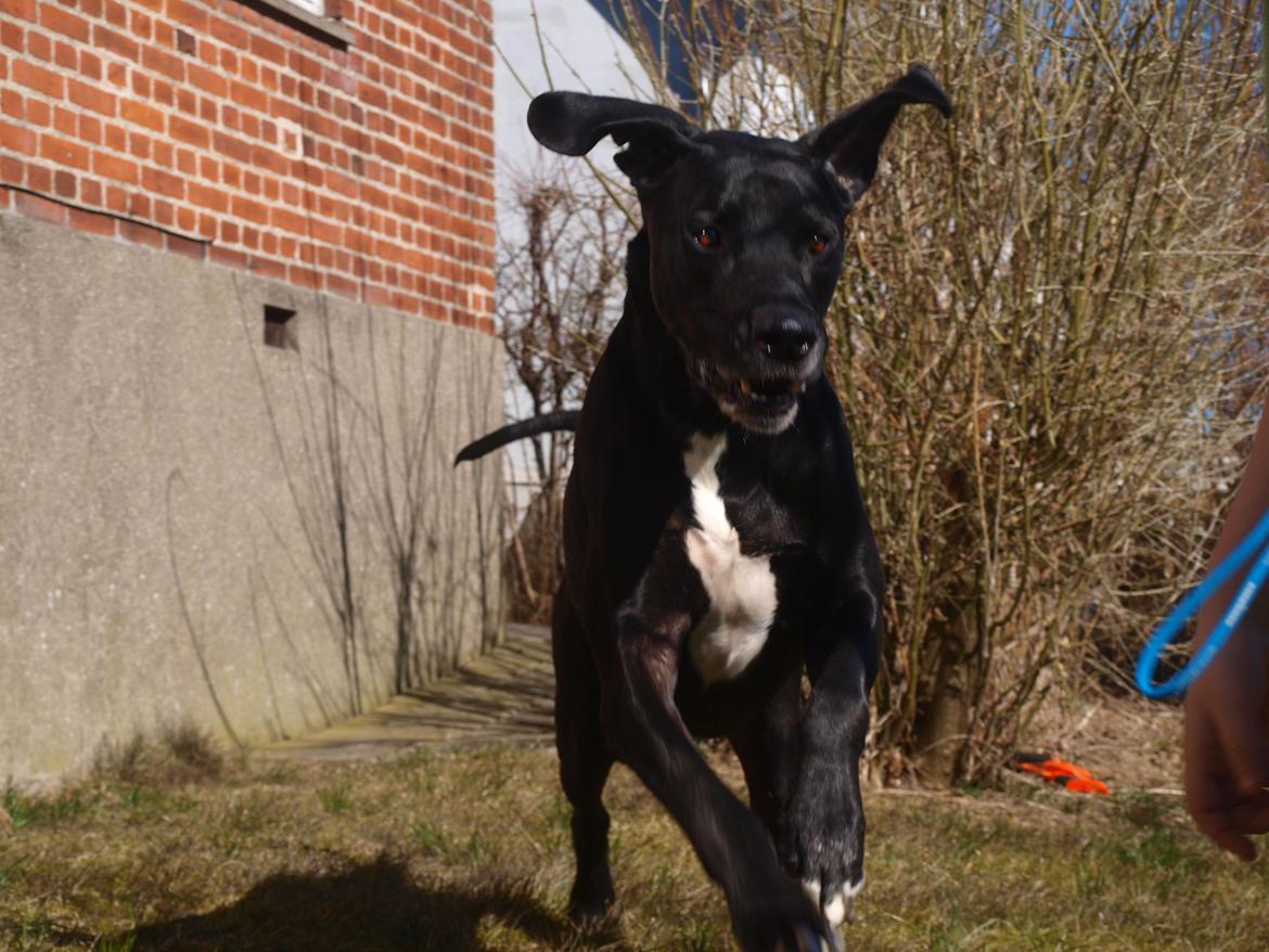 Blanding af racer Holger *Himmelhund* - Det er lige før han letter! billede 12