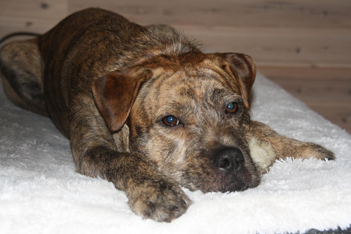 Blanding af racer Zaki billede 2