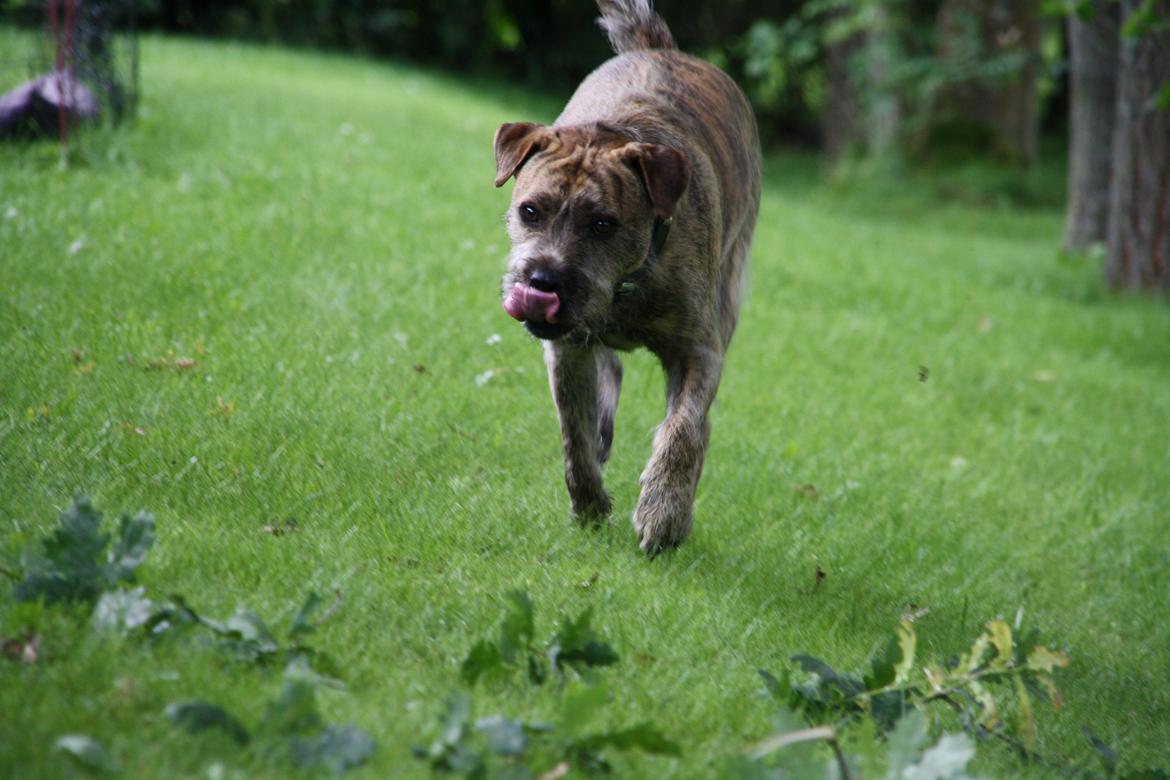 Blanding af racer Zaki billede 3