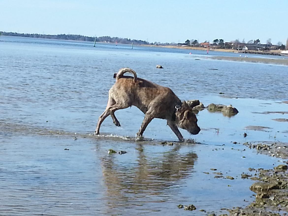 Blanding af racer Zaki billede 6