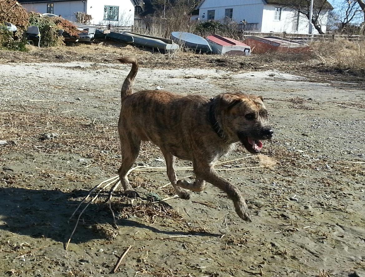 Blanding af racer Zaki billede 7