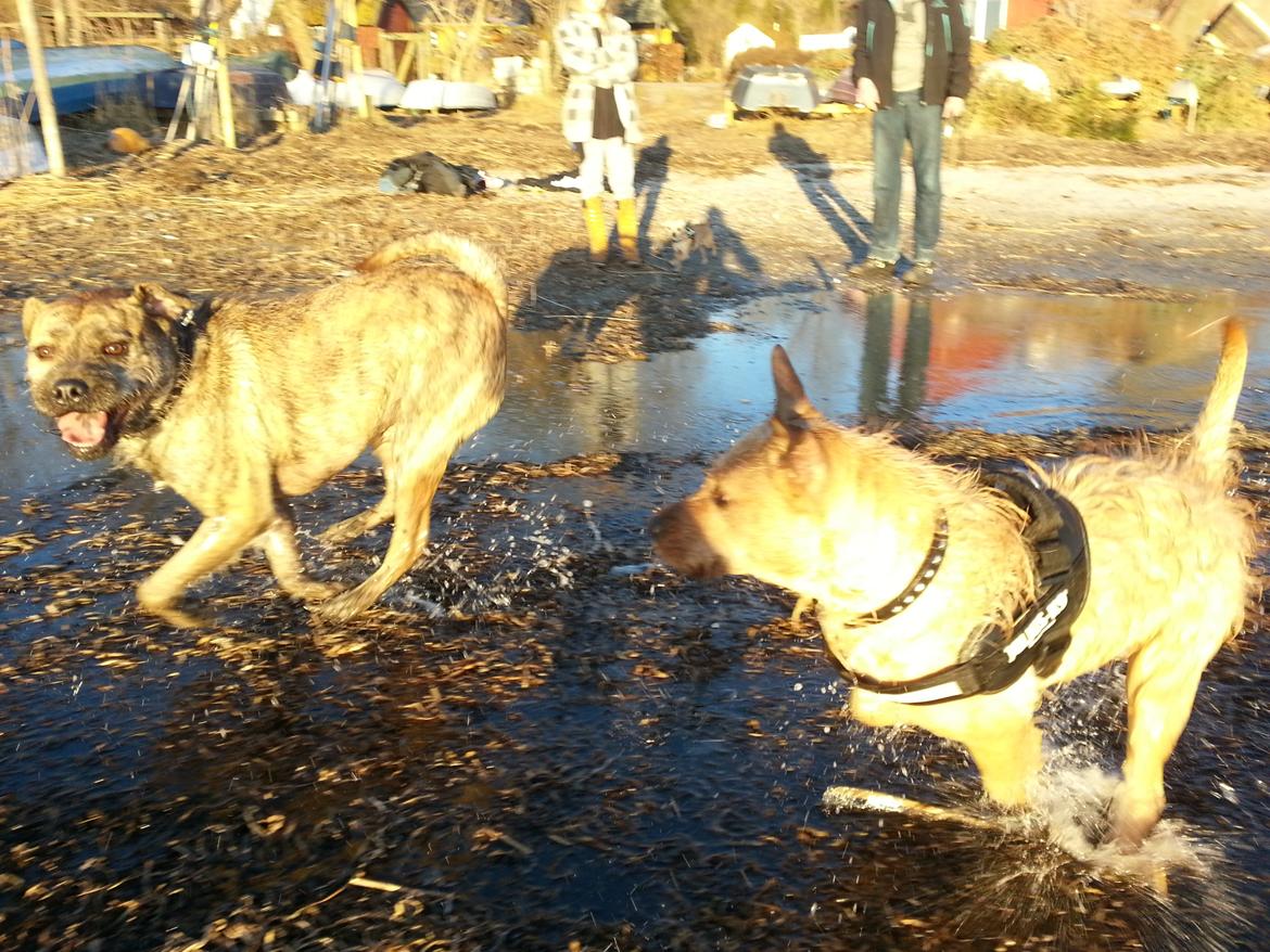 Blanding af racer Zaki - vi ka godt li vand!! billede 9