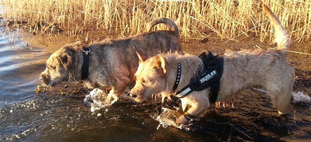 Blanding af racer Zaki billede 8