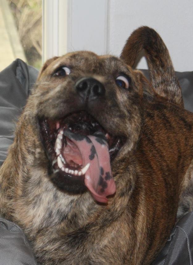 Blanding af racer Zaki - så glad er zaki :D billede 1