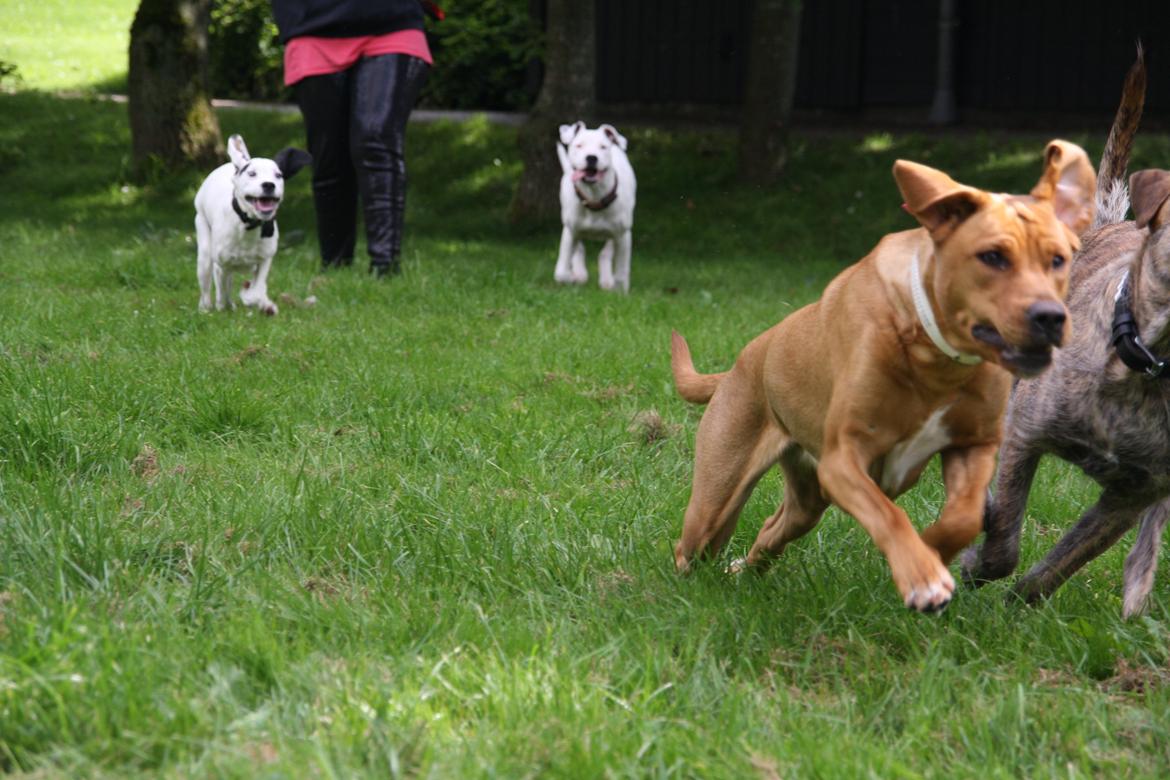 Blanding af racer Zaki billede 12