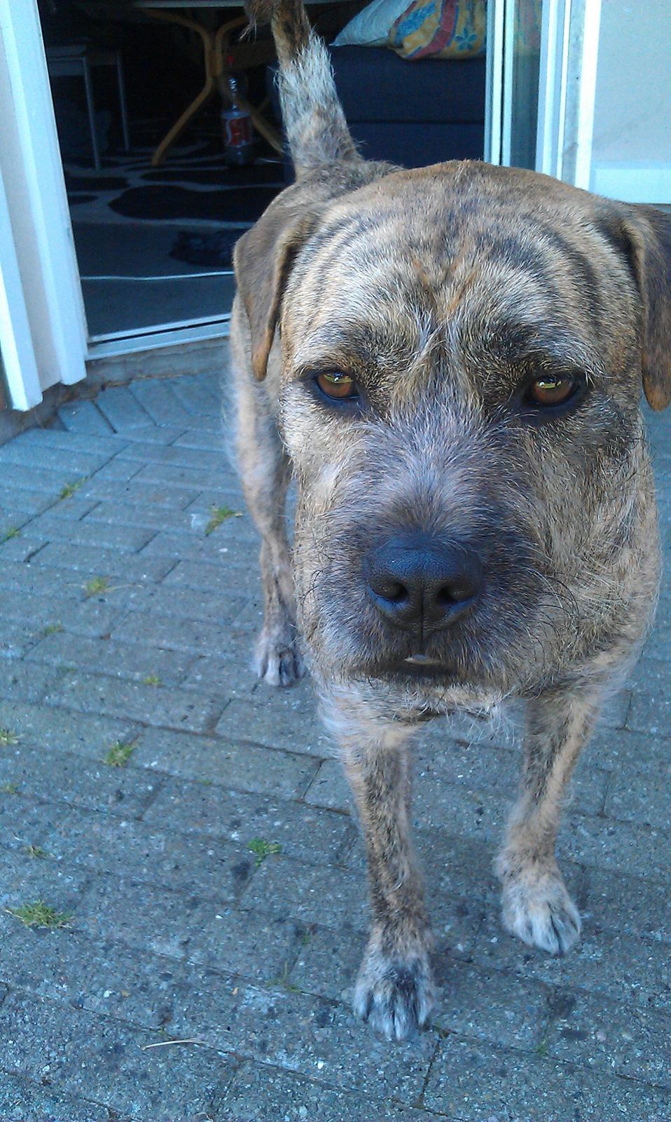 Blanding af racer Zaki billede 10