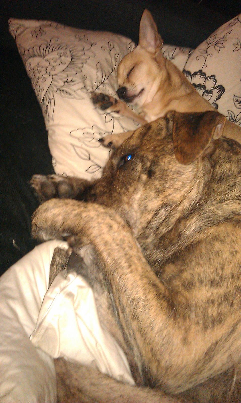 Blanding af racer Zaki - Fars drenge ! billede 11