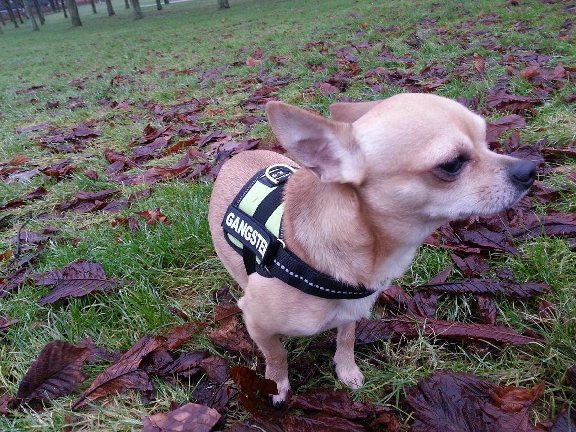 Chihuahua spike billede 3