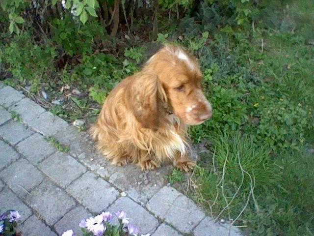 Cocker spaniel Buller og fie - bulle der er nysgerig billede 3