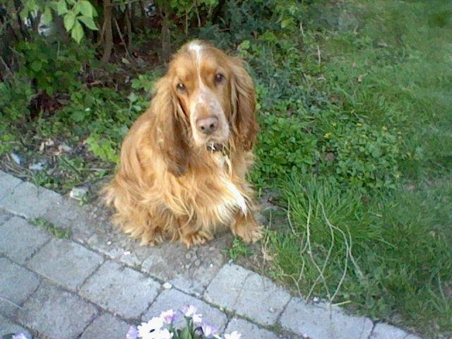 Cocker spaniel Buller og fie billede 5