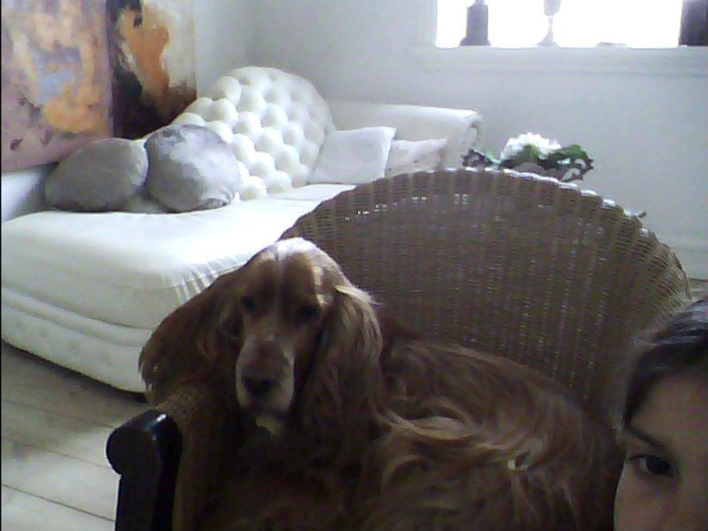 Cocker spaniel Buller og fie billede 6