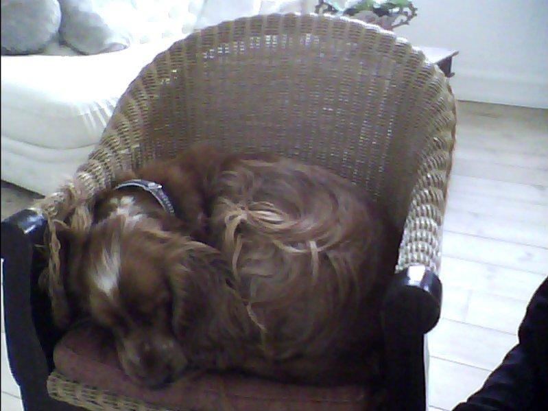 Cocker spaniel Buller og fie - så er man blevet lidt træt :D billede 7