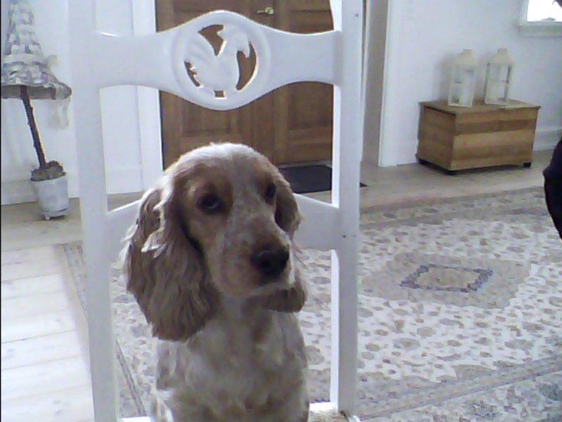 Cocker spaniel Buller og fie billede 2