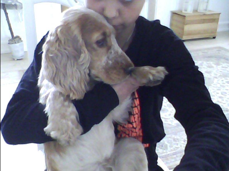 Cocker spaniel Buller og fie billede 9