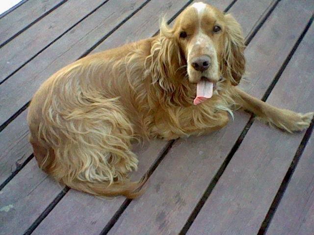 Cocker spaniel Buller og fie billede 10