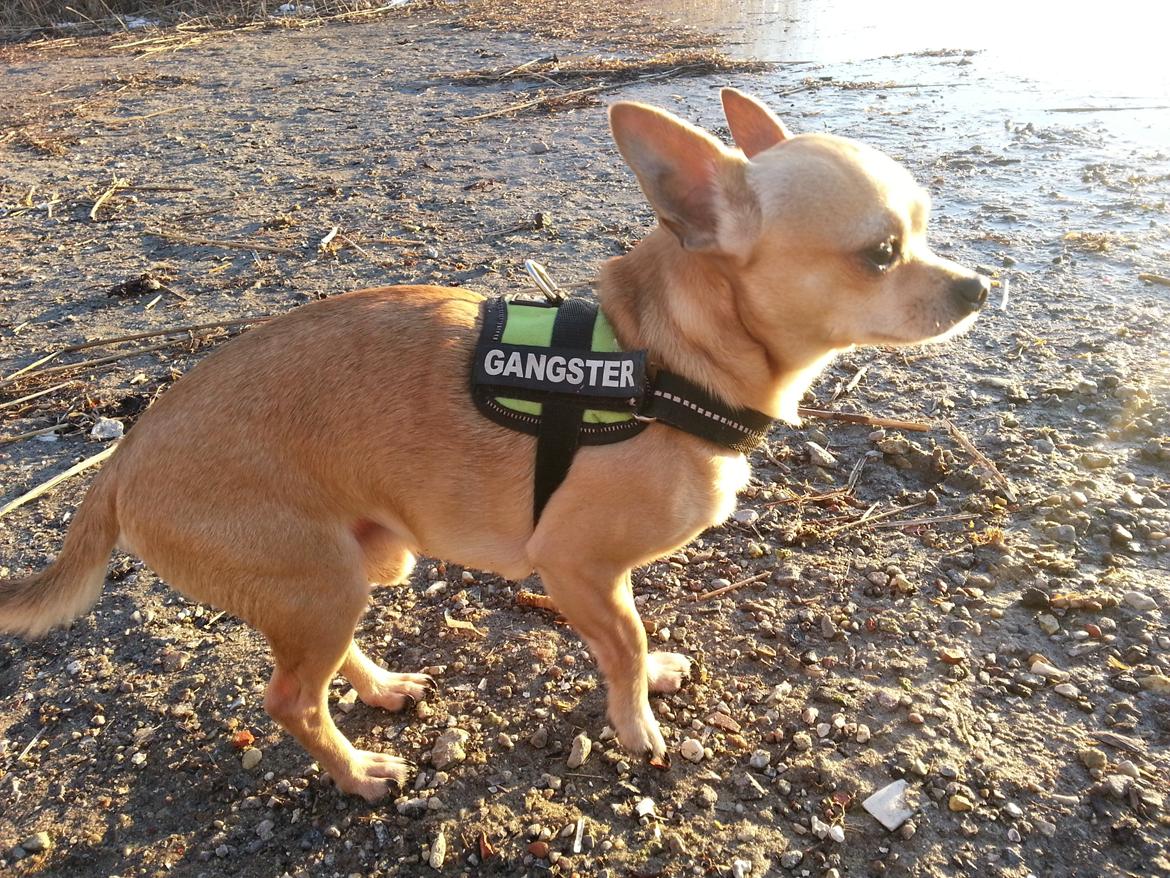 Chihuahua spike billede 6