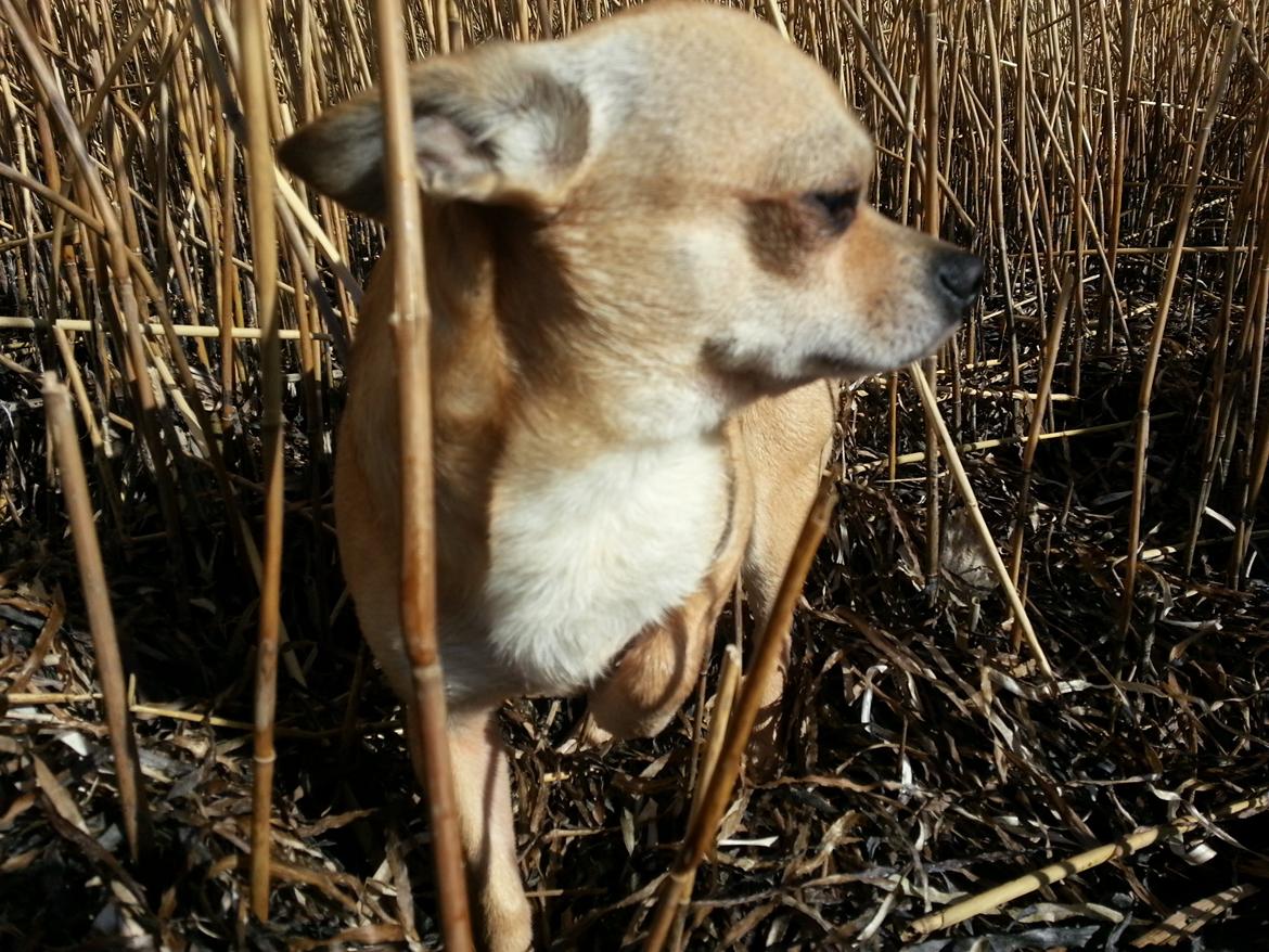 Chihuahua spike billede 1