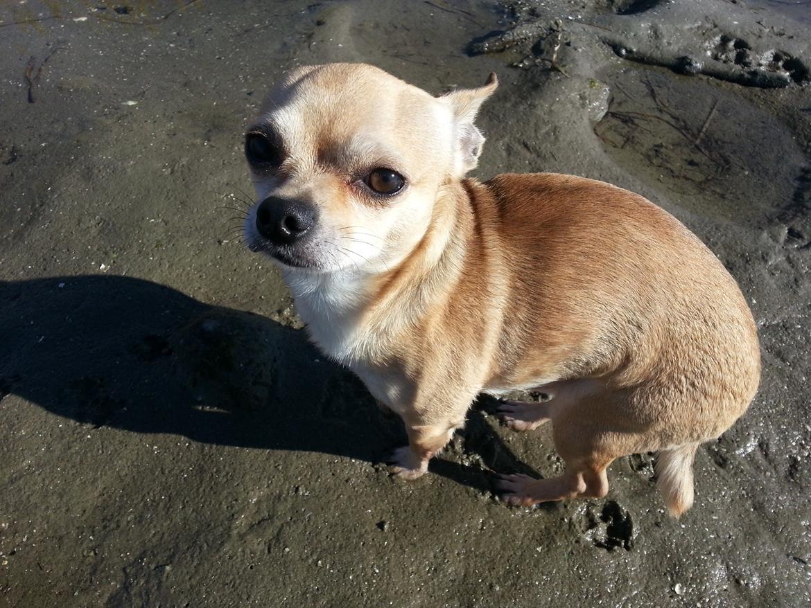 Chihuahua spike billede 2