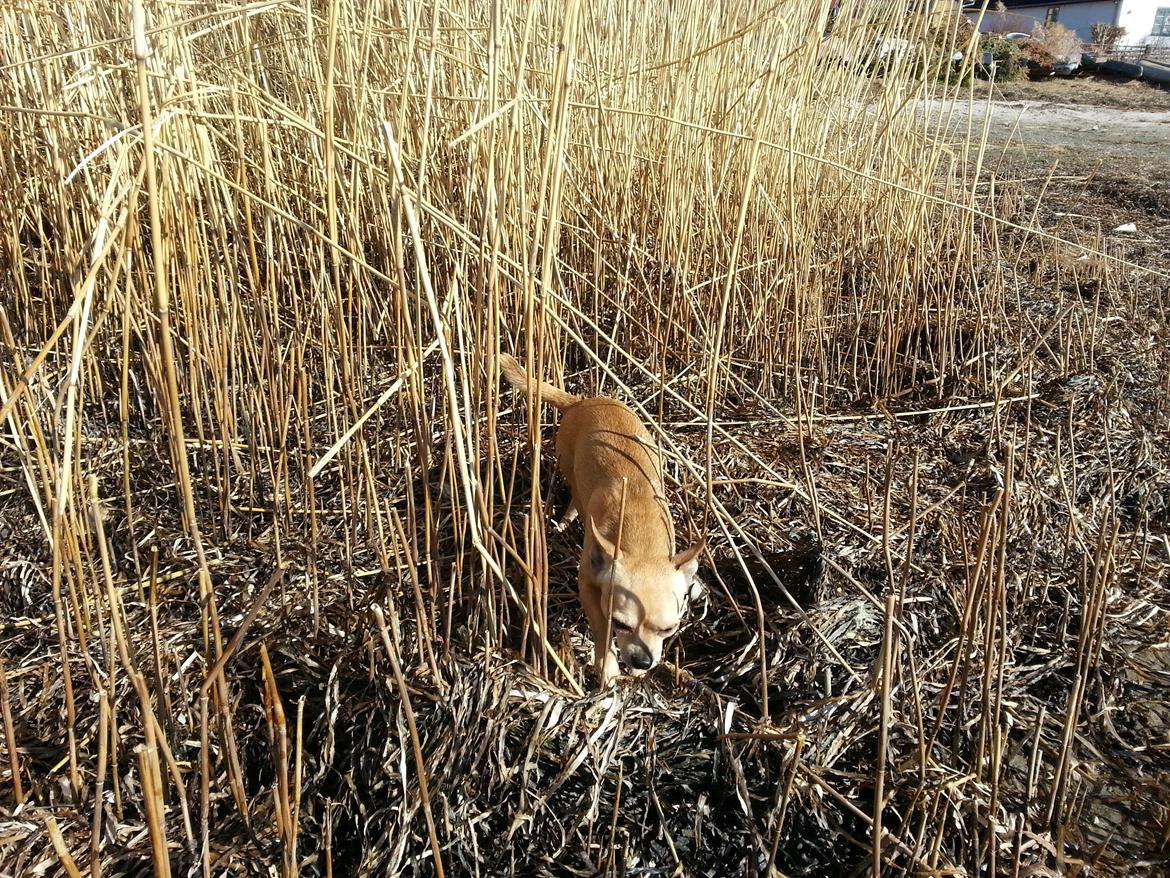 Chihuahua spike billede 7