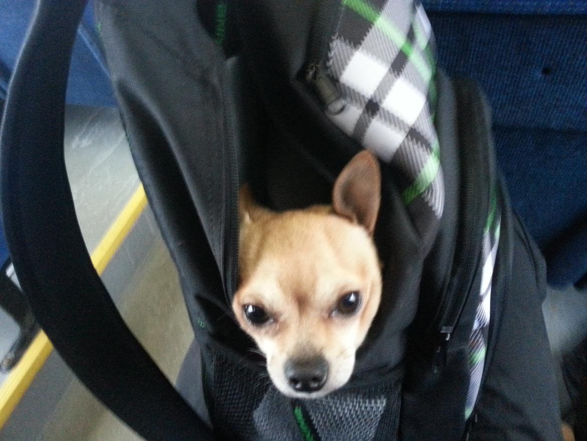 Chihuahua spike billede 5