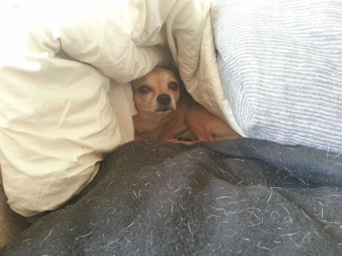 Chihuahua spike billede 4