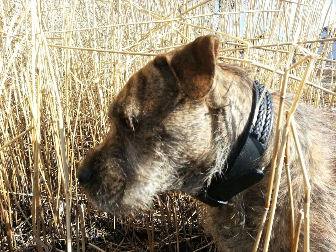 Blanding af racer Zaki billede 5