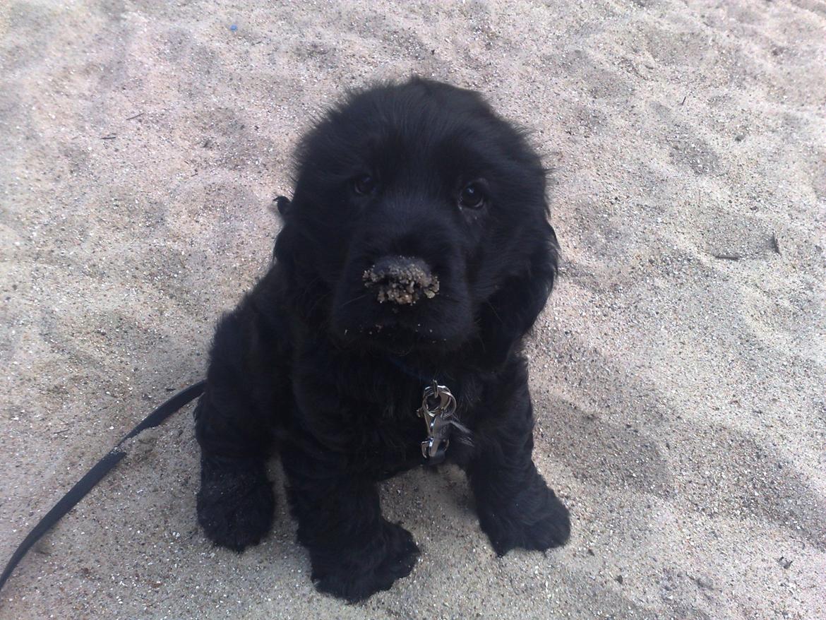Cocker spaniel Charlie billede 3