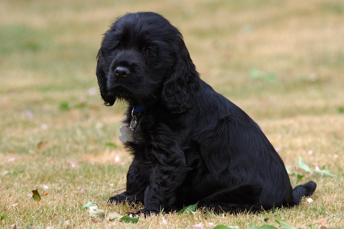 Cocker spaniel Charlie billede 4
