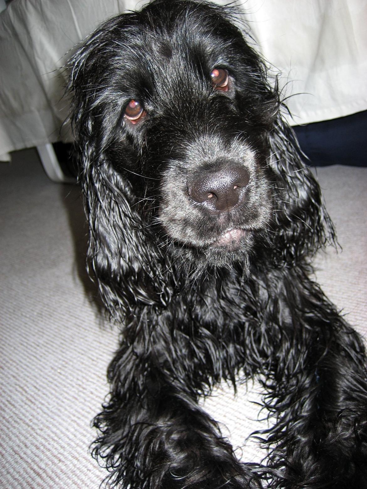 Cocker spaniel Charlie billede 5