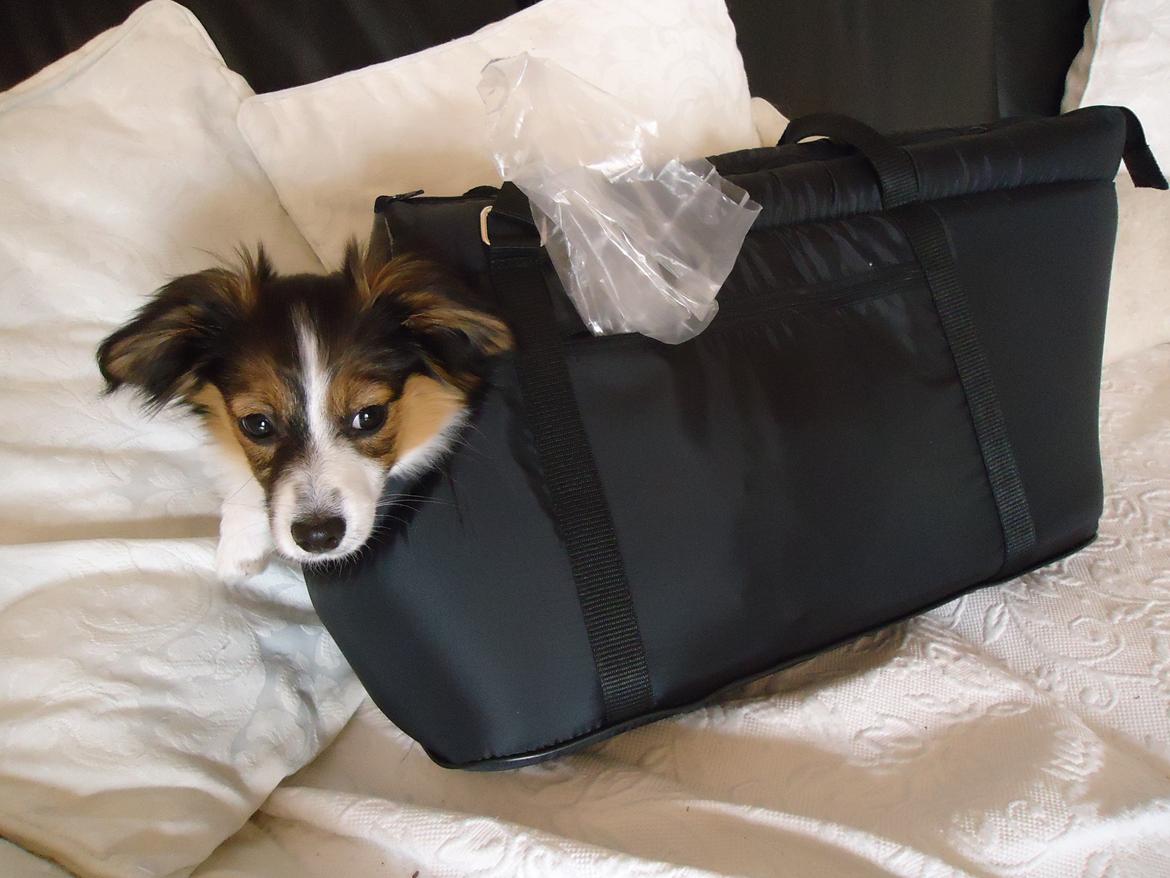 Papillon Alberte Demanture my dream. - Forbereder Soffy første bustur - og det klarede hun flot. billede 18