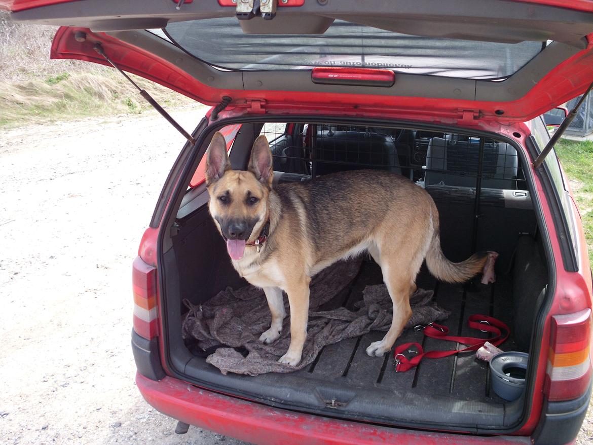 Schæferhund Zenta(himmelhund)  billede 18