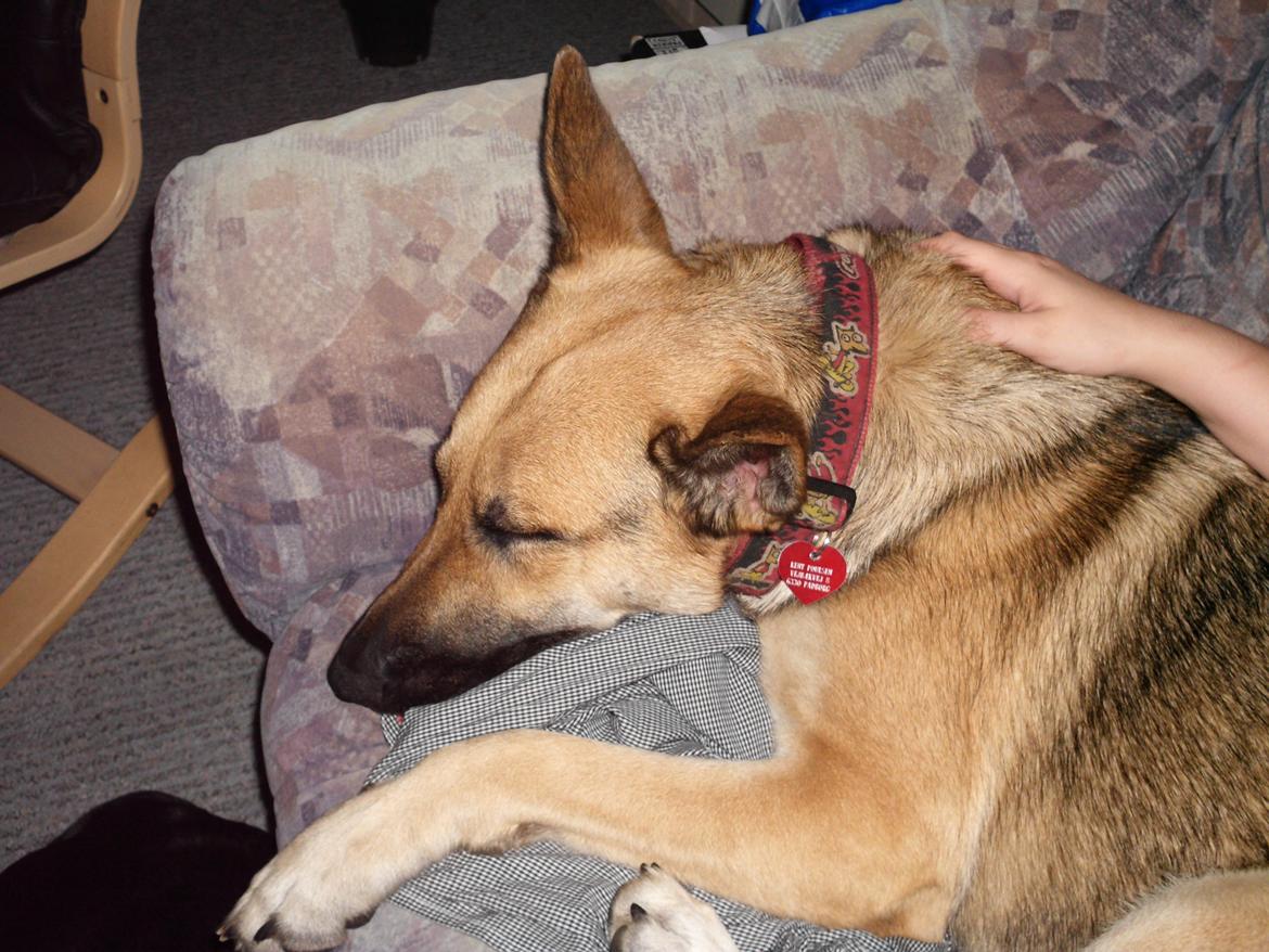 Schæferhund Zenta(himmelhund)  billede 19