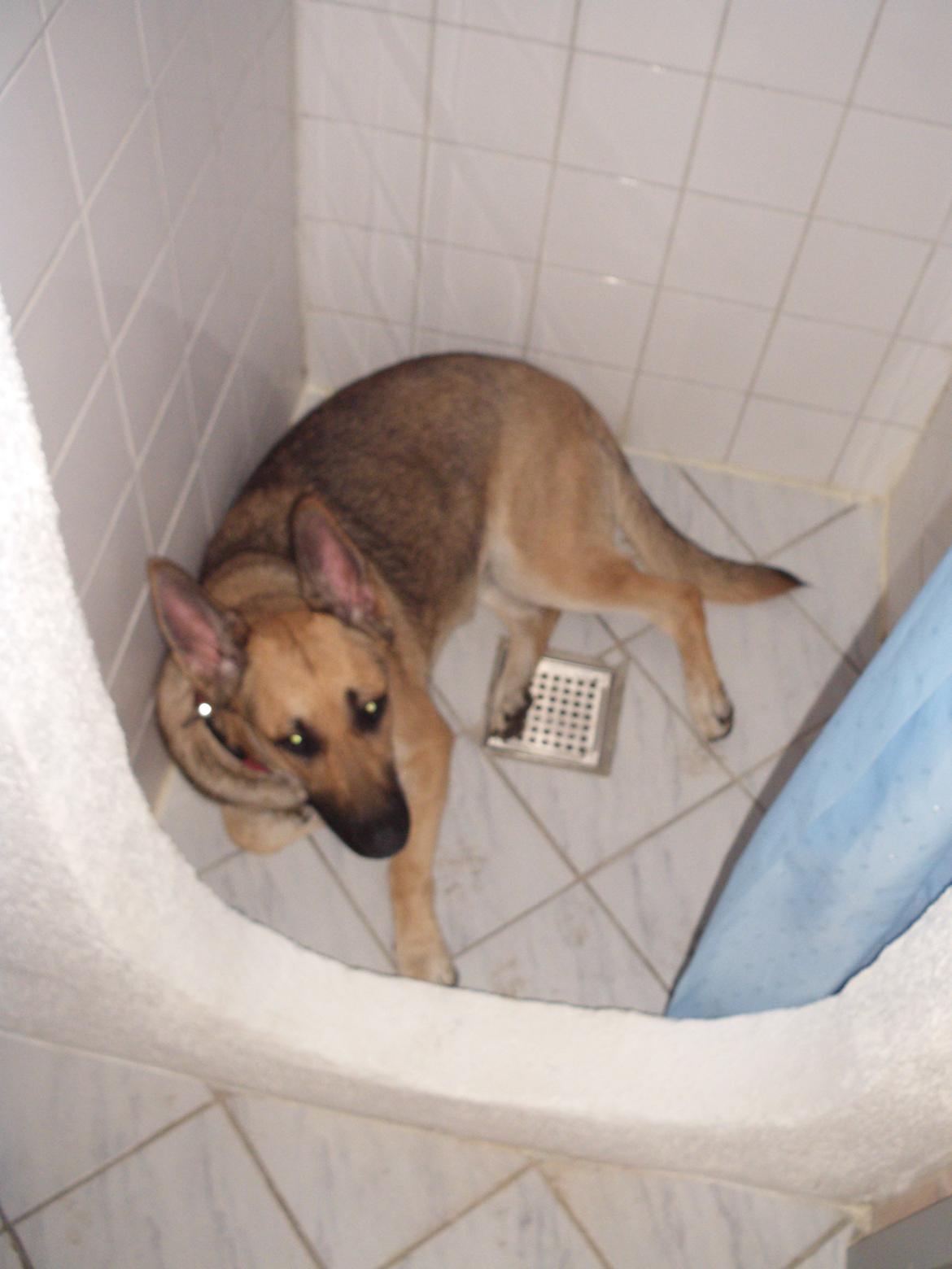 Schæferhund Zenta(himmelhund)  billede 1