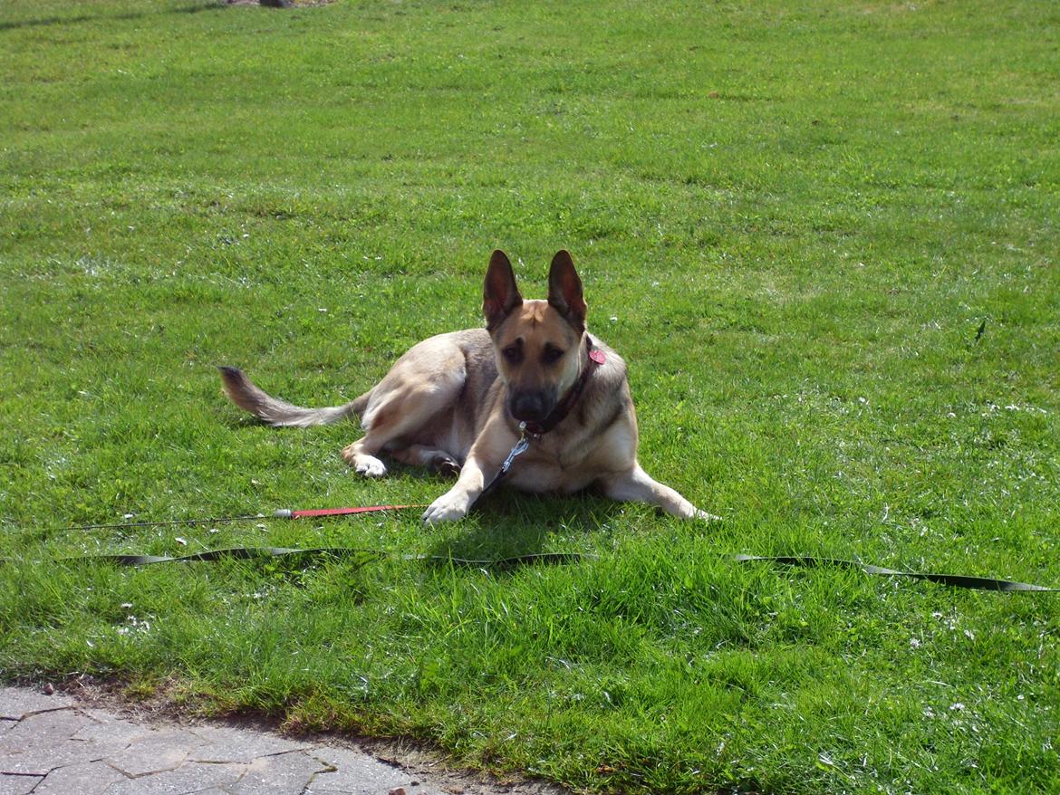 Schæferhund Zenta(himmelhund)  billede 20