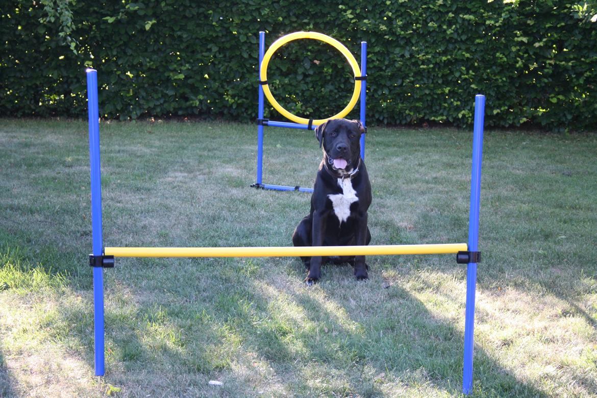 Blanding af racer Baloo billede 4