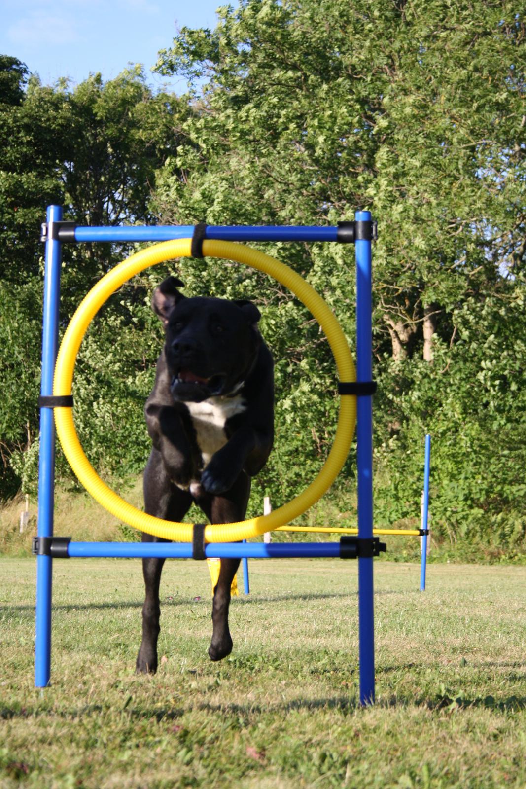 Blanding af racer Baloo billede 3