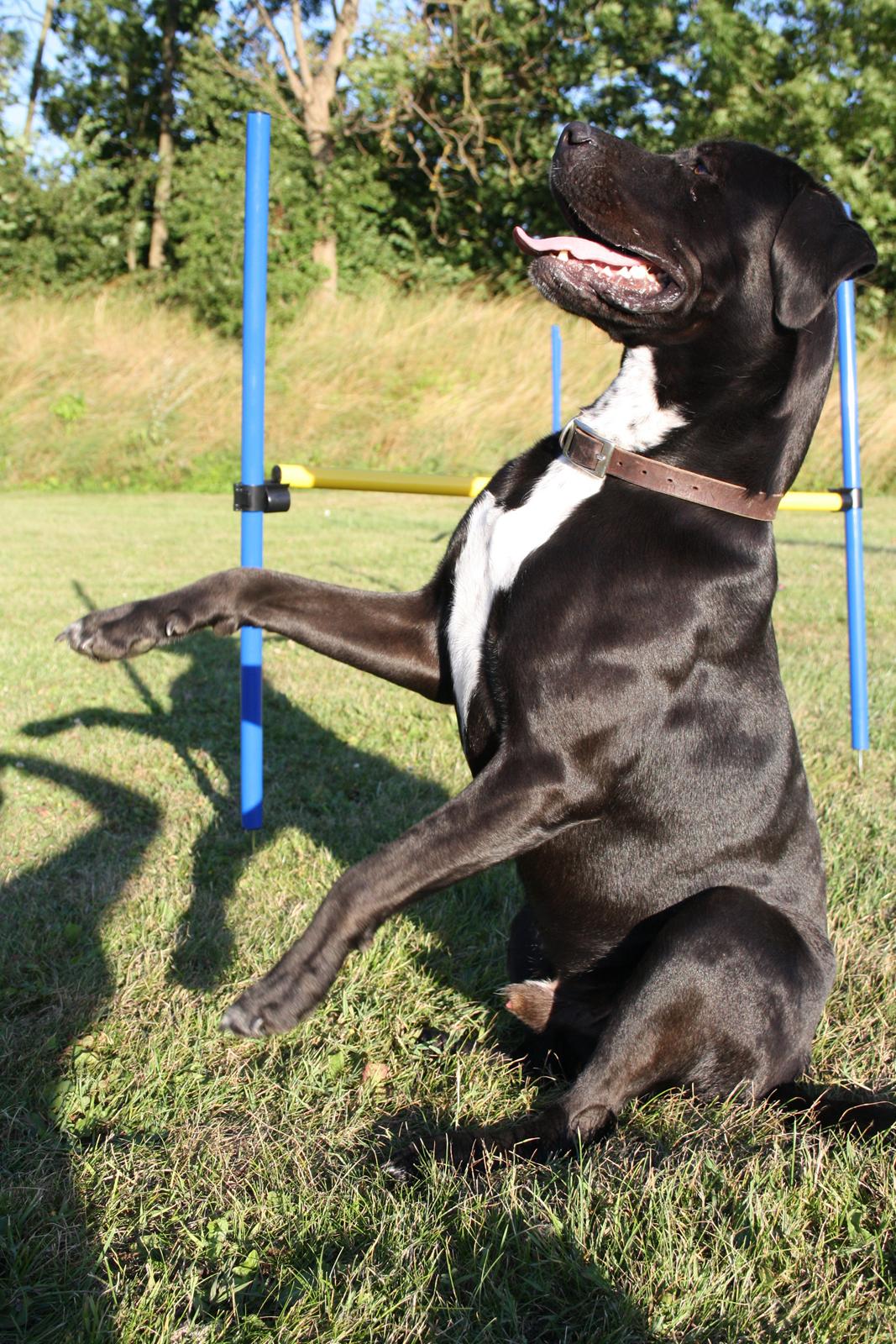 Blanding af racer Baloo billede 5