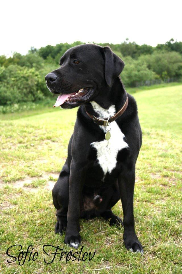 Blanding af racer Baloo billede 2