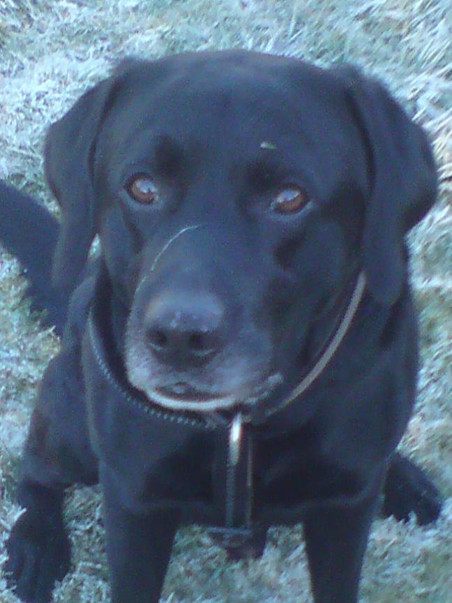 Labrador retriever Mickey billede 1