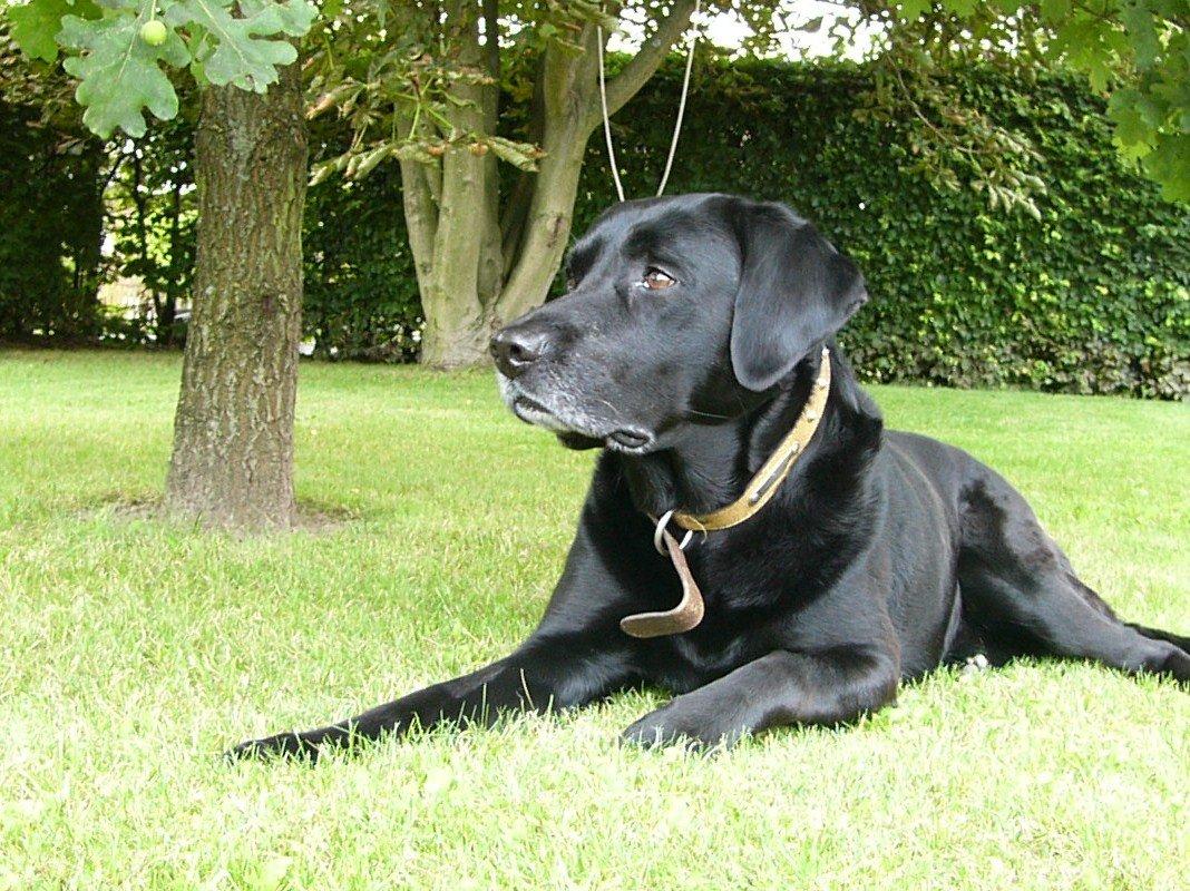 Labrador retriever Mickey billede 2